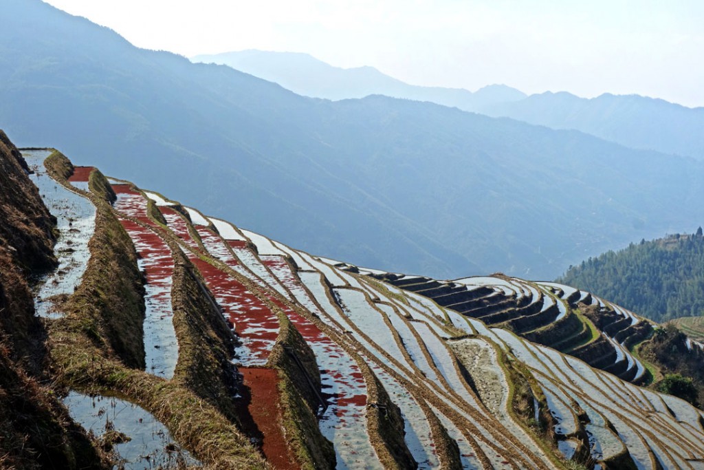 Les rizières de Longji 