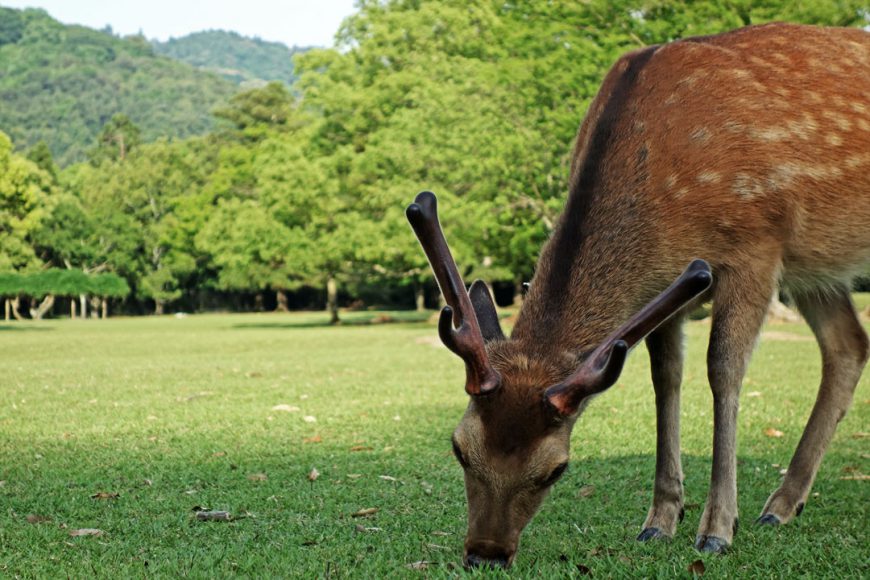 Biche de Nara