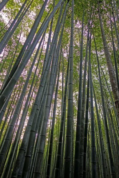 Arashiyama