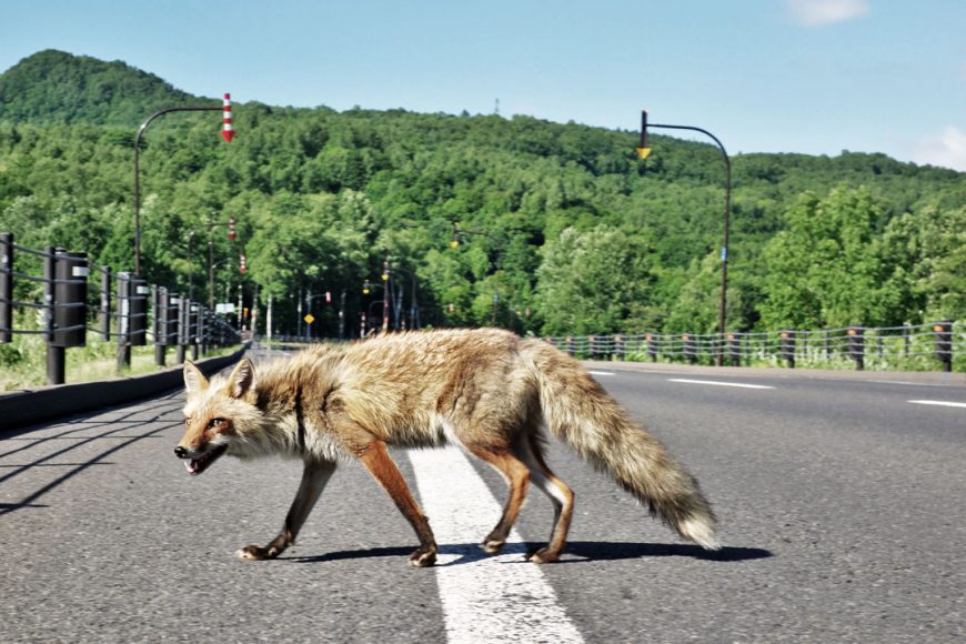 Les renards d'Hokkaido