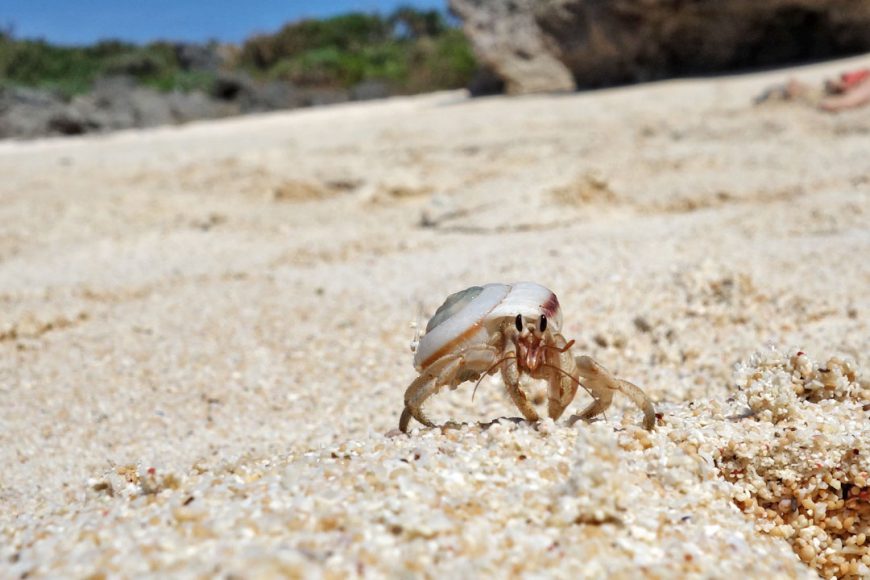 Habitant de la plage