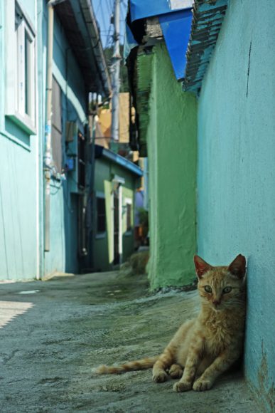 Trop chaud pour les chats